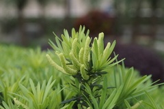 Podocarpus macrophyllus maki