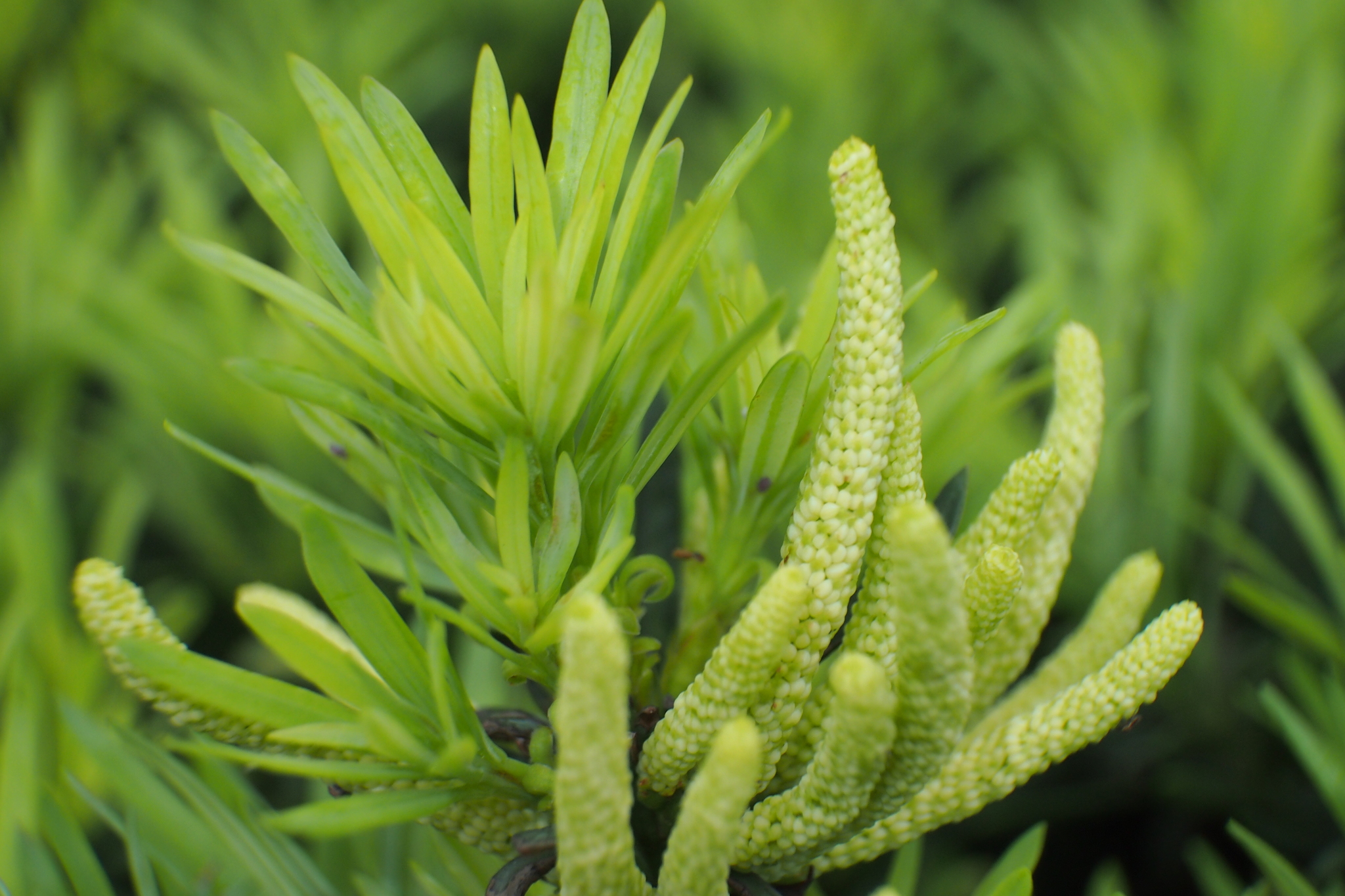 Podocarpus macrophyllus var. maki