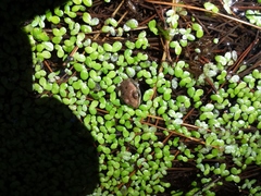 Pelophylax kurtmuelleri