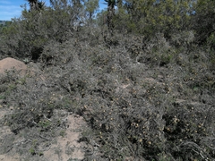 Diospyros dichrophylla