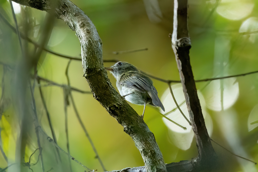 Flammulated Bamboo-tyrant