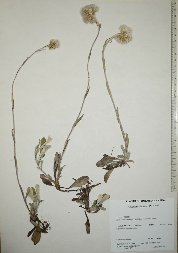 Small Pussytoes from Canada, Ontario, HURON County, 6.9km W of Dashwood