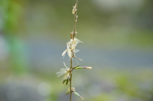 Ainsliaea fragrans iNat (1)