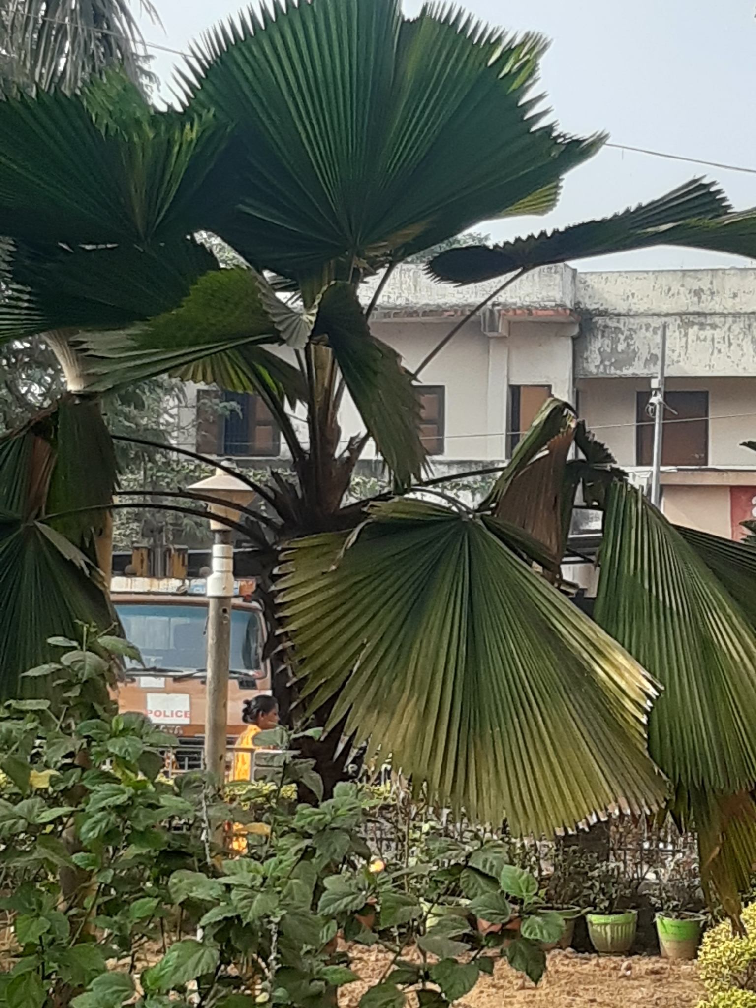 Imagem de Palmeira-leque
