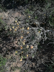 Diospyros dichrophylla