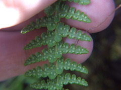 Woodsia montevidensis