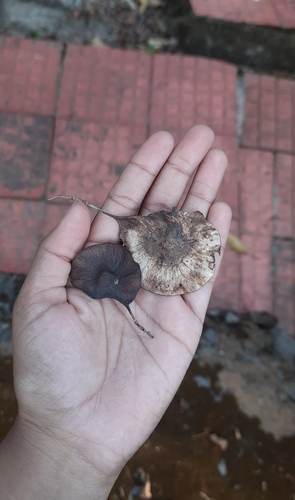 Image of Pterocarpus dalbergioides by (c) Sayee Girdhari, some rights reserved (CC BY)