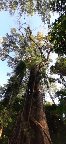 Pterocarpus dalbergioides, photograph 5