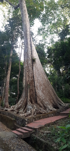 Image of Pterocarpus dalbergioides by (c) Sayee Girdhari, some rights reserved (CC BY)