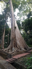 Pterocarpus dalbergioides, photograph (c) Sayee Girdhari, some rights reserved (CC BY)
