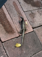 Pholidoscelis erythrocephalus