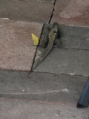 Pholidoscelis erythrocephalus