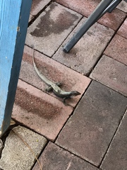 Pholidoscelis erythrocephalus