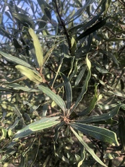 Euclea natalensis angustifolia