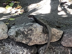 Pholidoscelis erythrocephalus