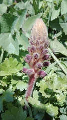 Orobanche pubescens