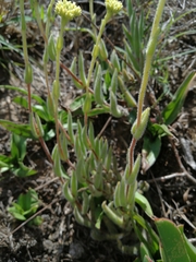Crassula mesembryanthoides