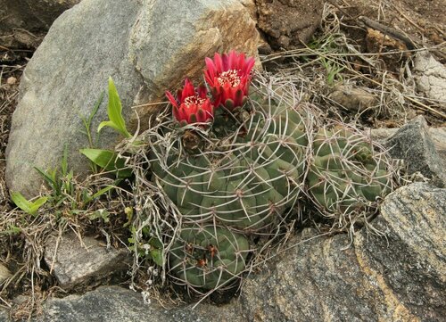 Gymnocalycium oenanthemum