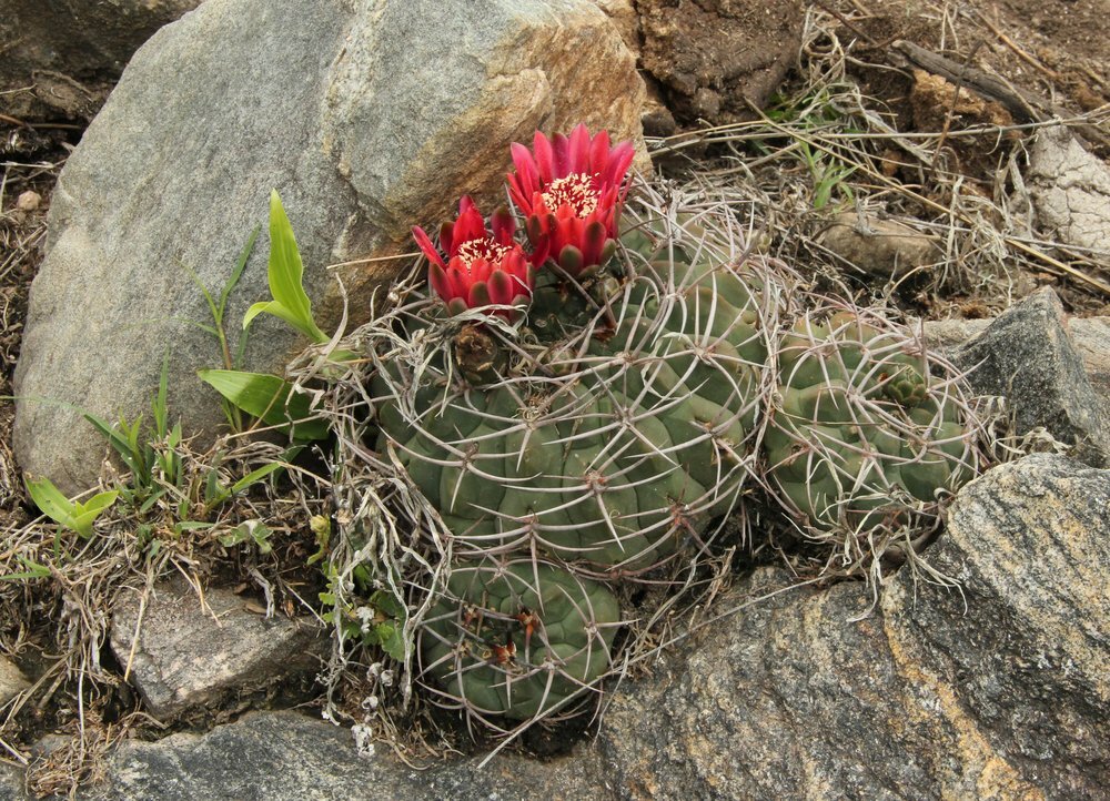 Gymnocalycium oenanthemum