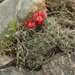 Gymnocalycium oenanthemum - Photo (c) alainl832, some rights reserved (CC BY-NC), uploaded by alainl832