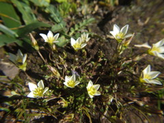 Gentianella limoselloides