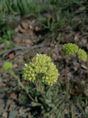 Crassula mesembryanthoides