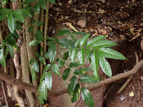 Harpullia arborea observed 2024-01-03