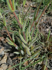 Crassula mesembryanthoides