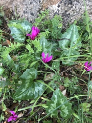 Cyclamen repandum