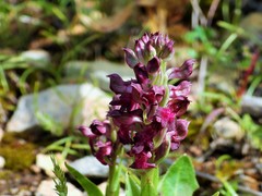 Anacamptis coriophora fragrans