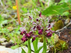Anacamptis coriophora fragrans