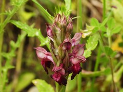 Anacamptis coriophora fragrans