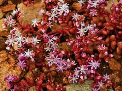 Sedum caeruleum