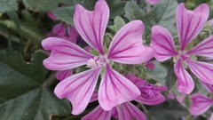 Malva sylvestris