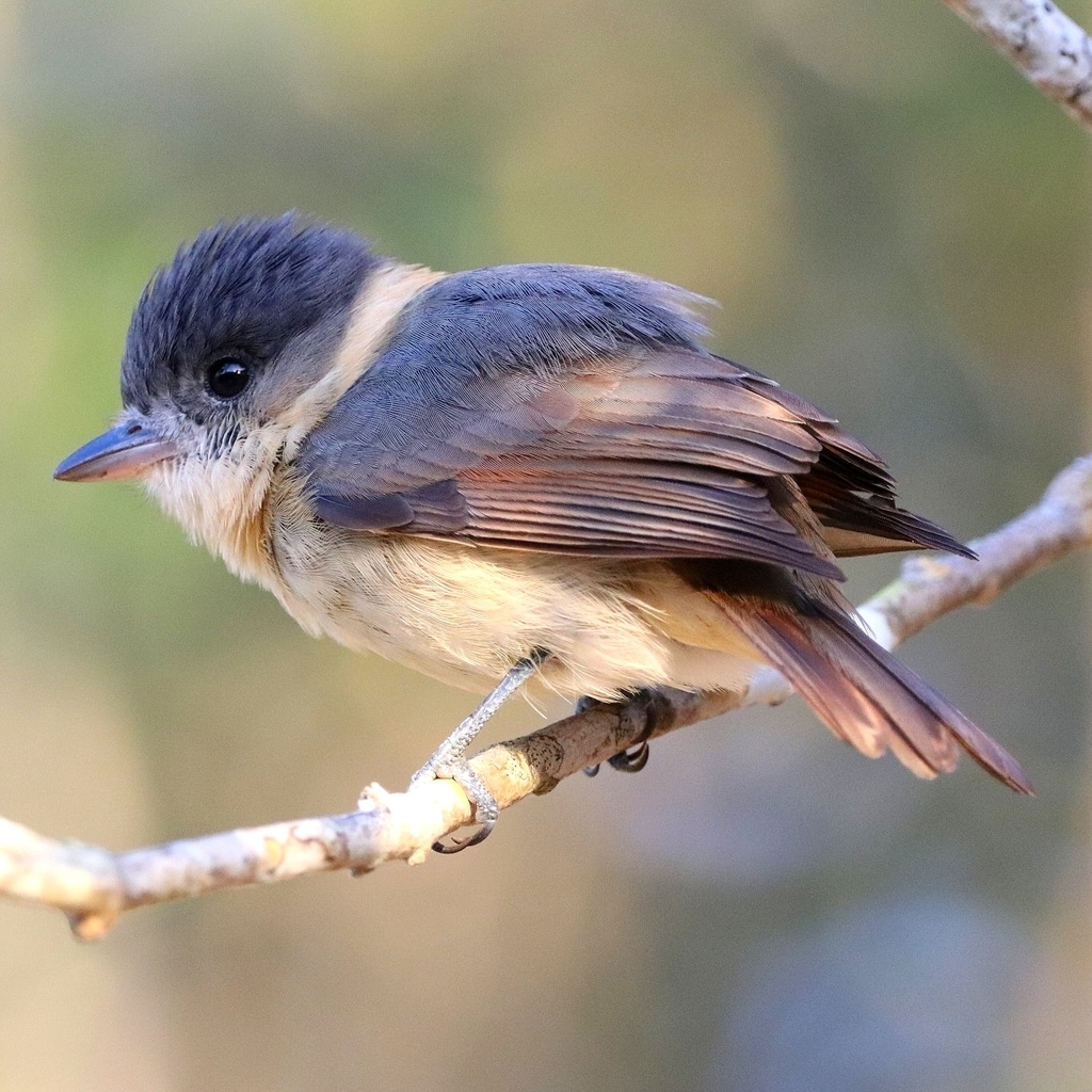 Rose-throated Becard (Tres Marías)