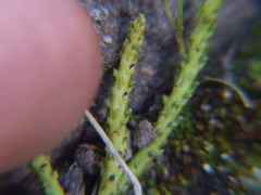 Peperomia polycephala