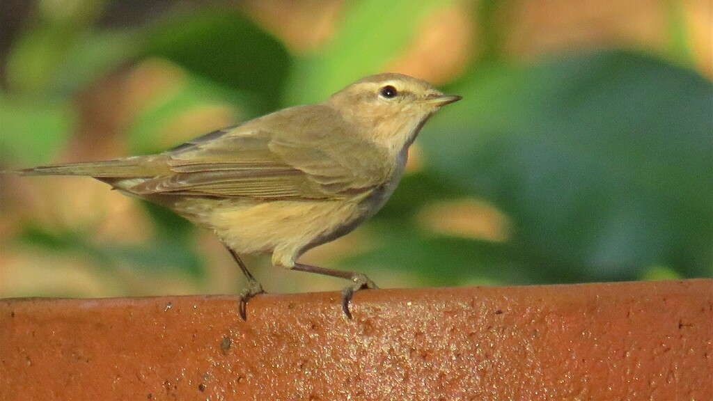 Common Chiffchaff from SGNP Manpada on February 24, 2019 at 08:16 AM by ...