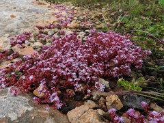 Sedum caeruleum