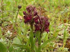 Anacamptis coriophora fragrans