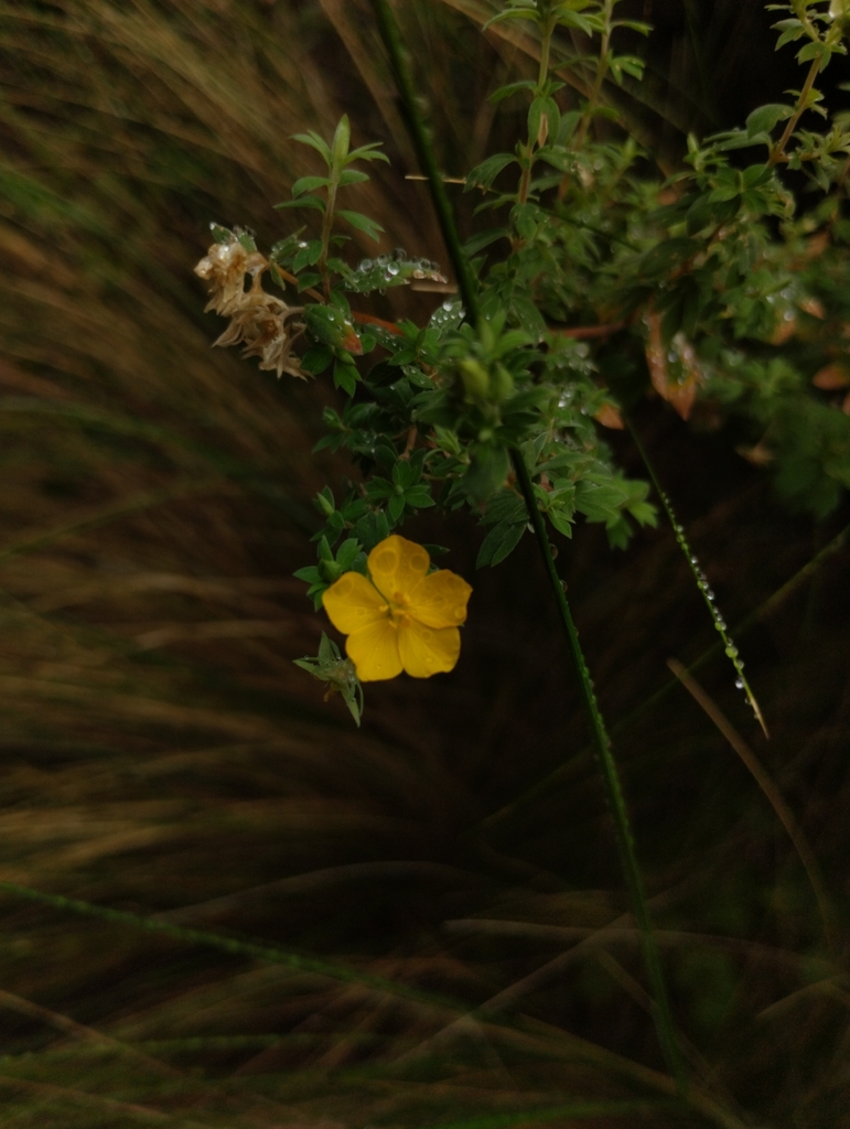 Balbisia aphanifolia