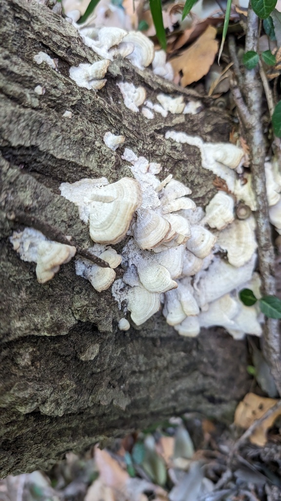 Trichaptum biforme · January 2024 · photo: © atsushi_nakajima_cirque (iNaturalist, cc-by)