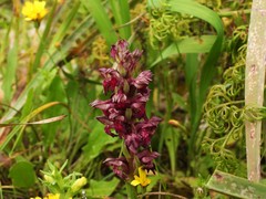 Anacamptis coriophora fragrans