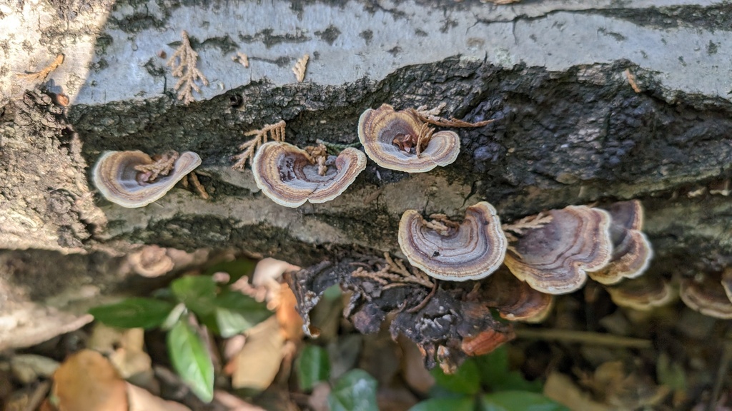 Microporus affinis