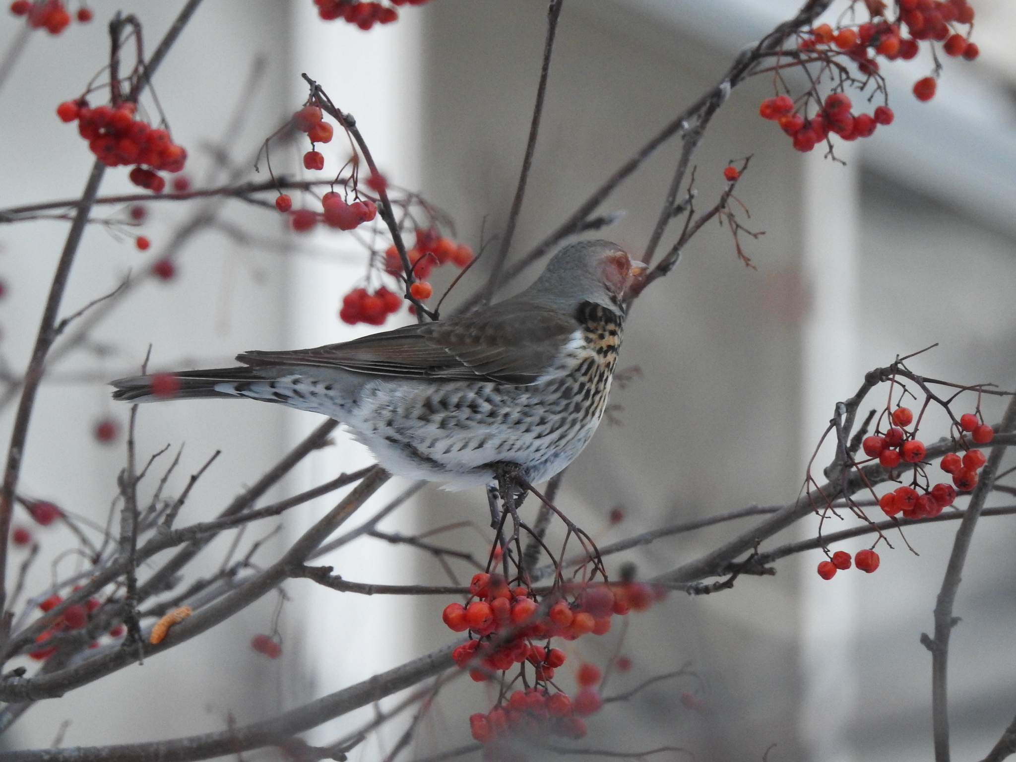 Fieldfare