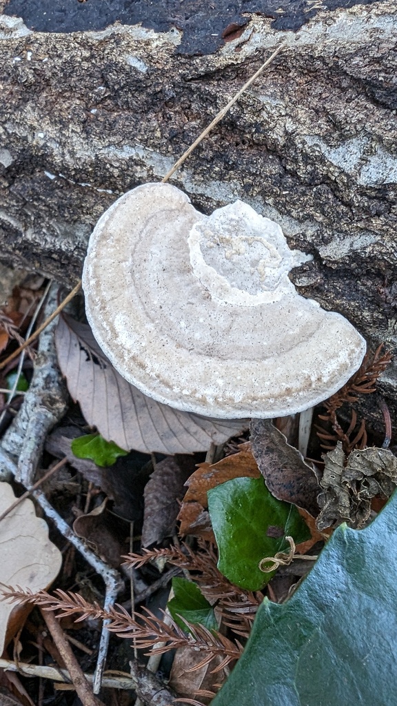 Trametes orientalis · January 2024 · photo: © atsushi_nakajima_cirque (iNaturalist, cc-by)