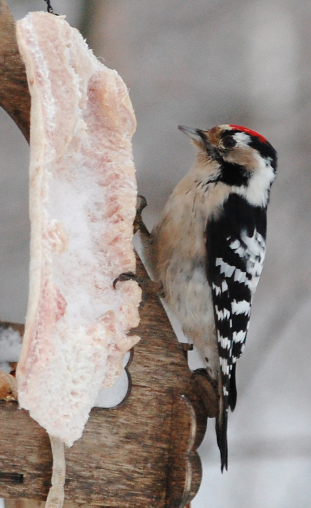 Lesser Spotted Woodpecker from Мурино, Ленинградская обл., Россия on ...