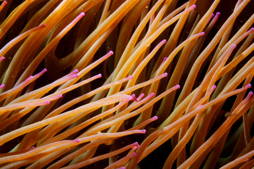 snakelocks anemone, photo 3 of 7