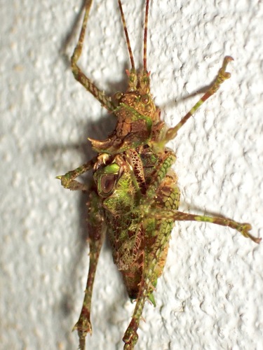 Orpacanthophora reflexa