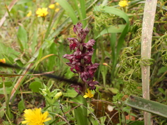 Anacamptis coriophora fragrans