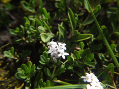Stevia mandonii
